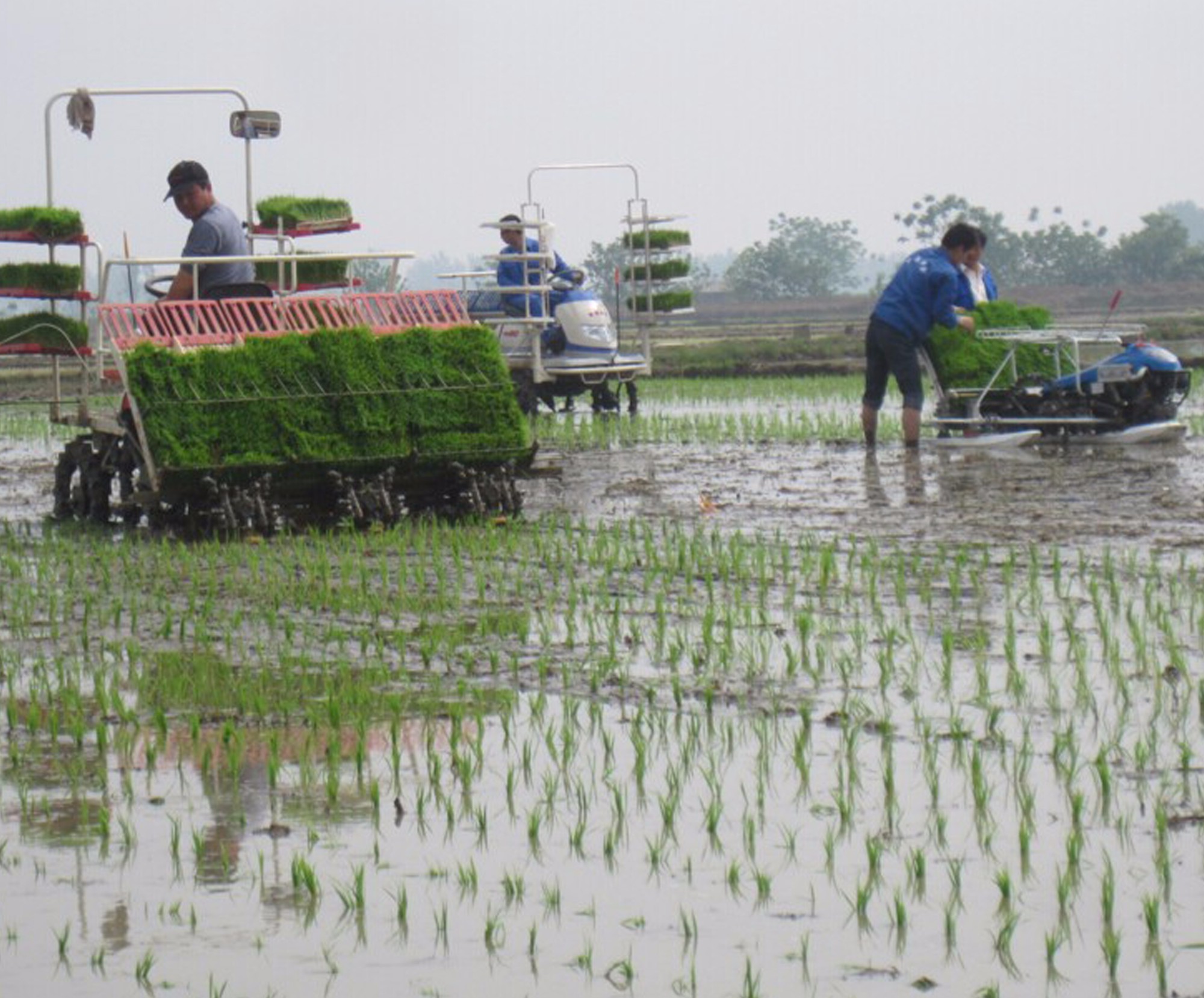 Thailand customer with paddy transplanter