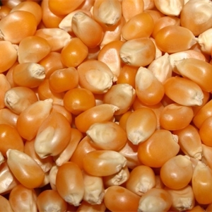 Maize Seeds